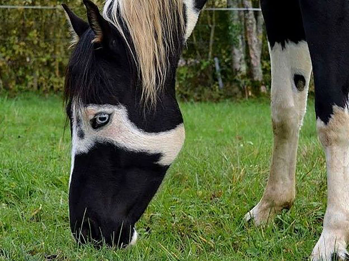 Horses With Fantastic Facial Markings